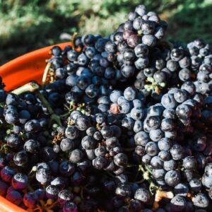 Cavender Creek Vineyard and Winery 1
