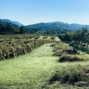 Cavender Creek Vineyard and Winery 4